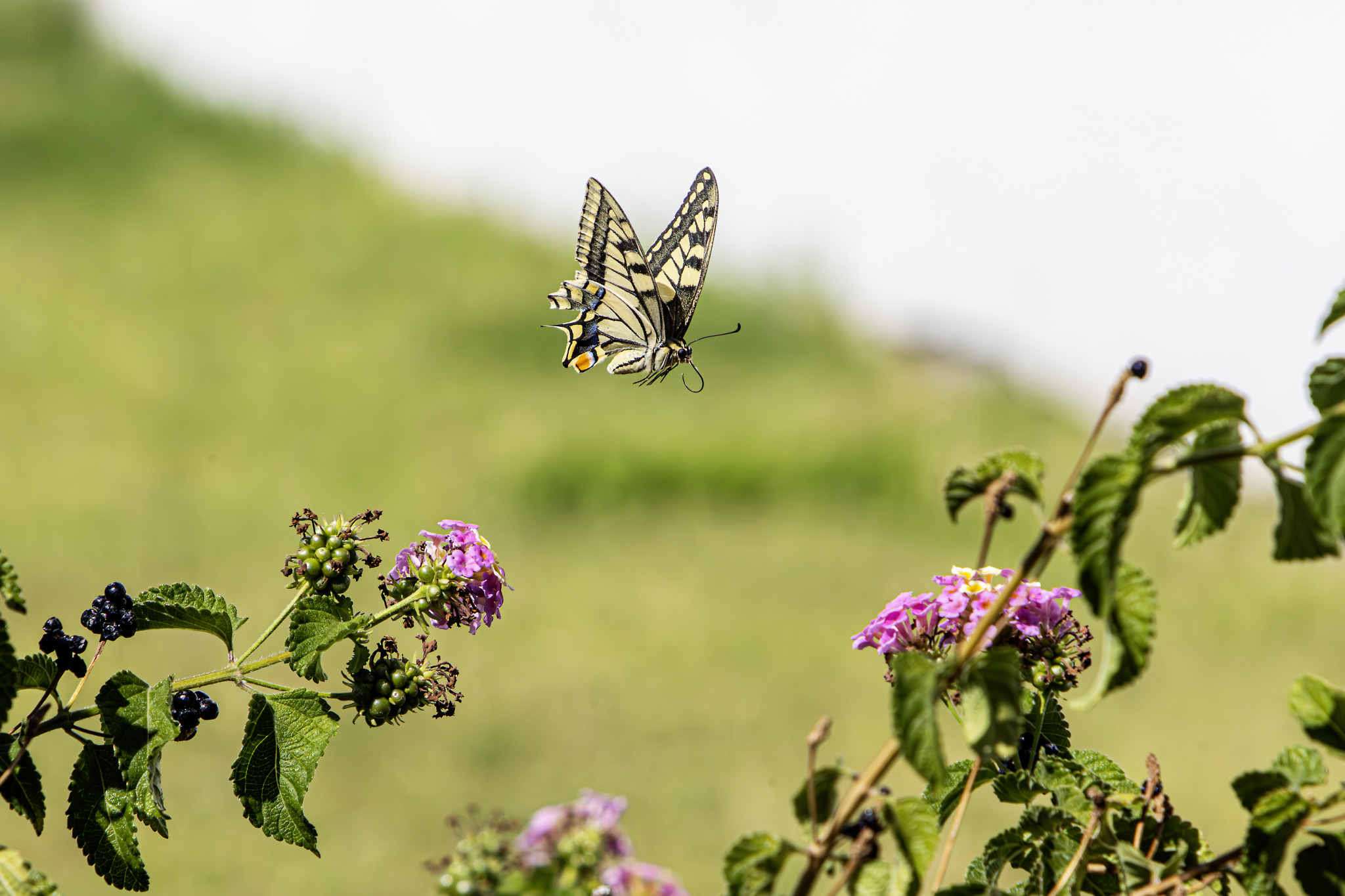 Old World Swallowtail (Papilio machaon)