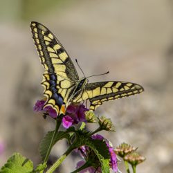 Old World Swallowtail (Papilio machaon)