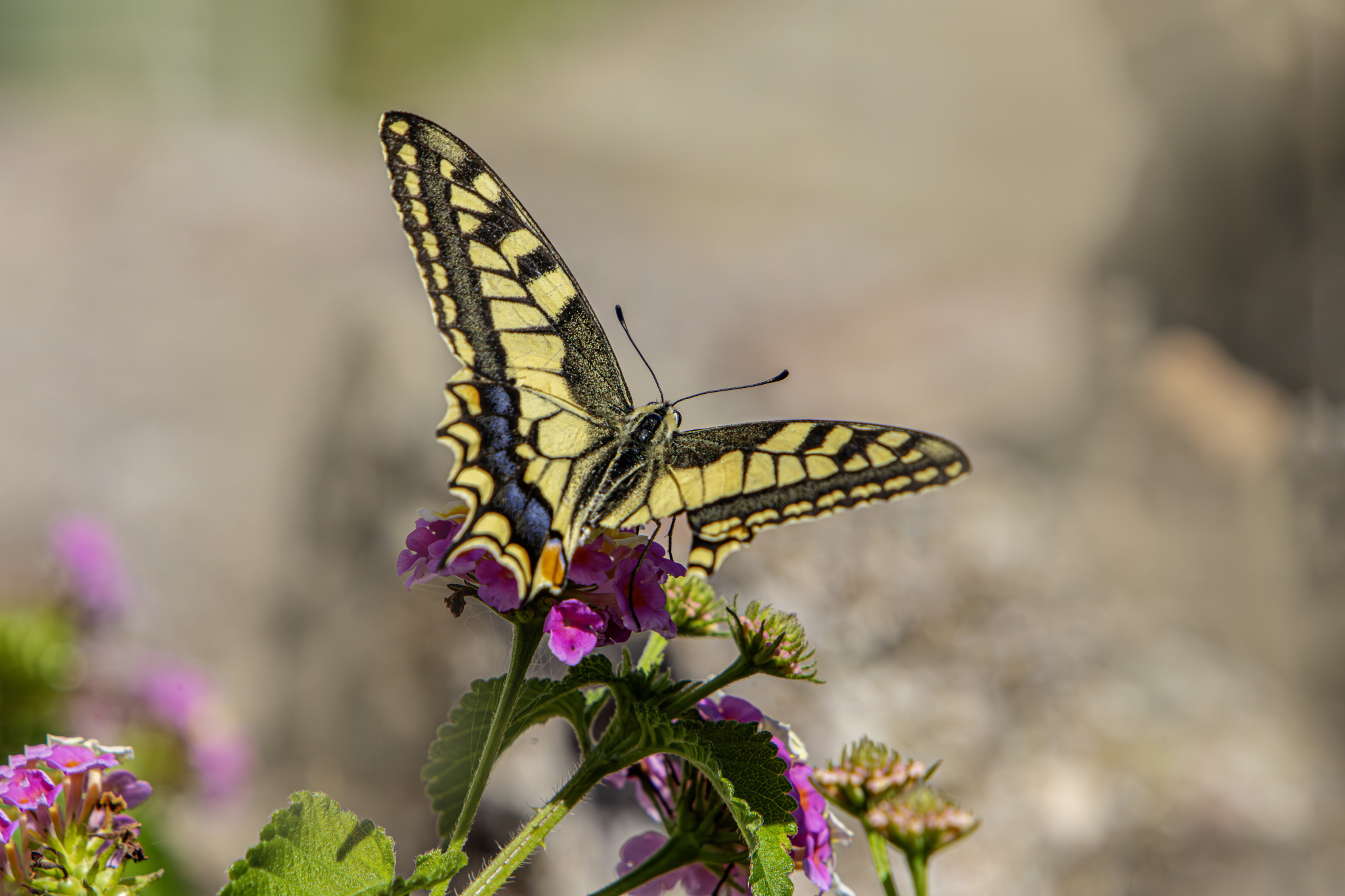 Old World Swallowtail (Papilio machaon)