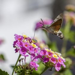 Hummingbird hawk moth (Macroglossum stellaturum)