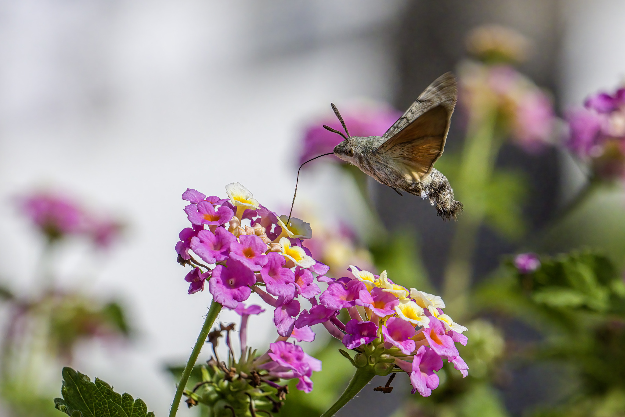 Hummingbird hawk moth (Macroglossum stellaturum)