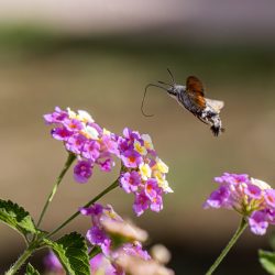 Hummingbird hawk moth (Macroglossum stellaturum)