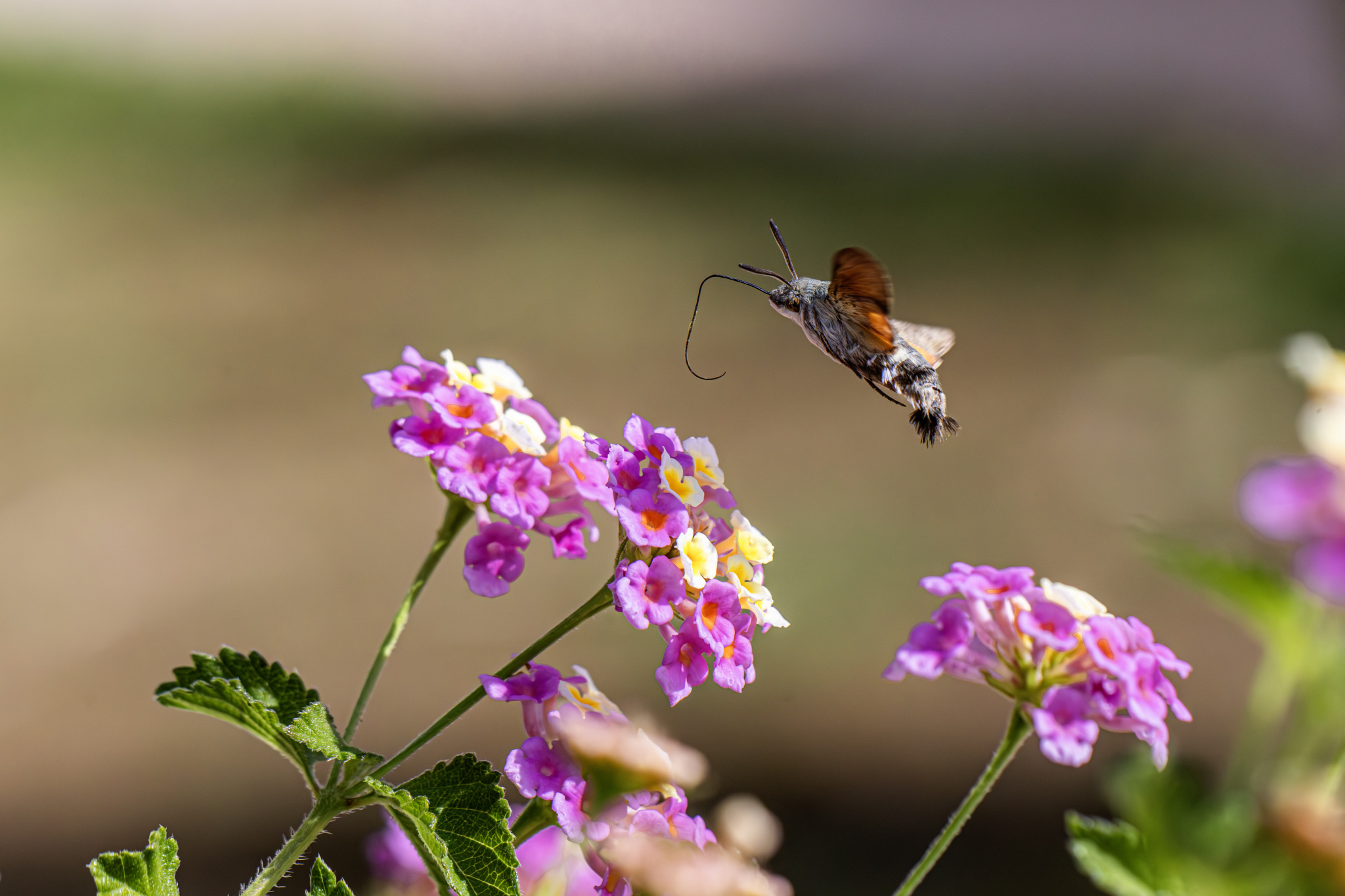 Hummingbird hawk moth (Macroglossum stellaturum)