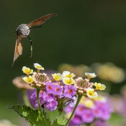 Hummingbird hawk moth (Macroglossum stellaturum)