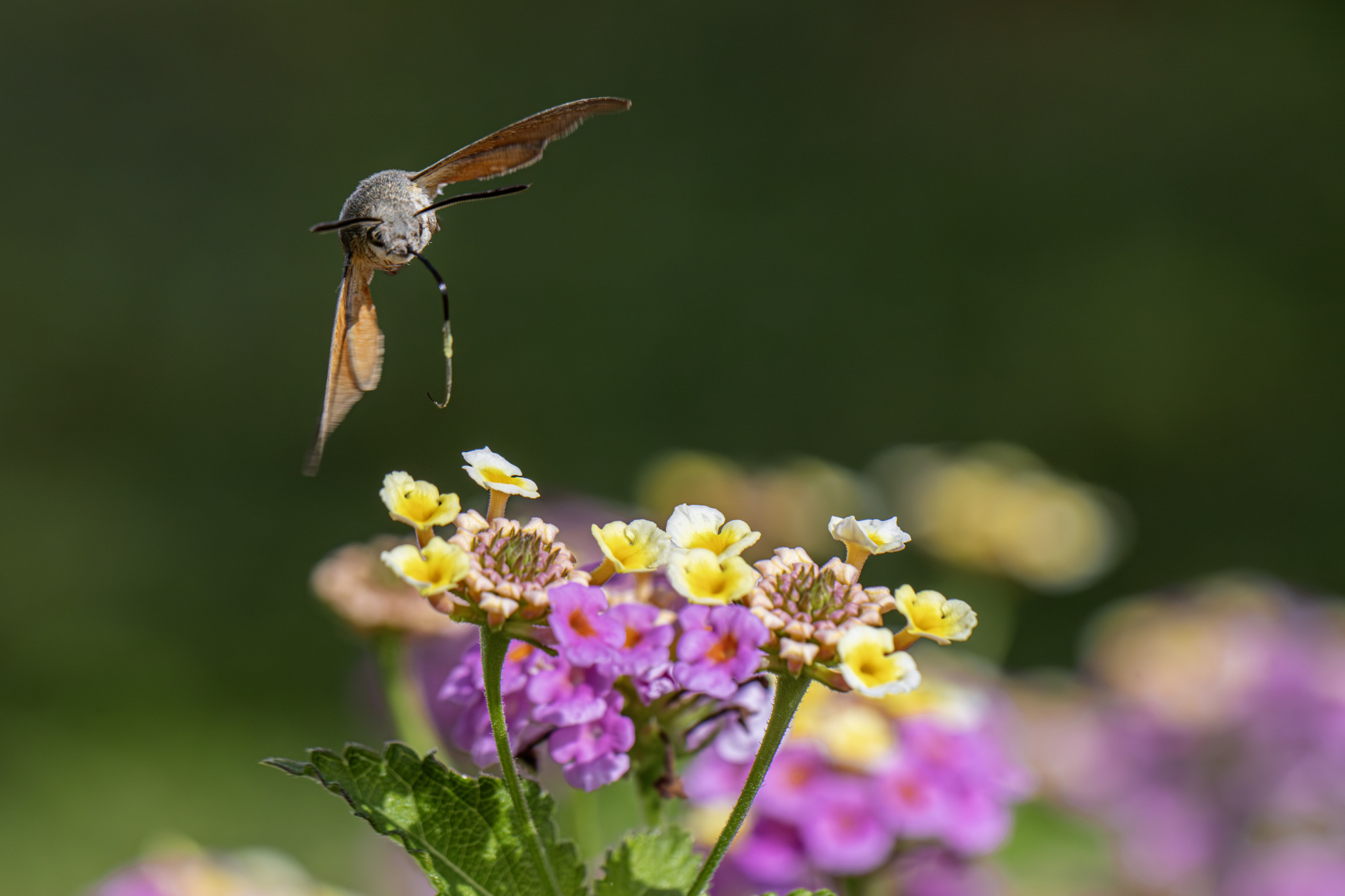 Hummingbird hawk moth (Macroglossum stellaturum)