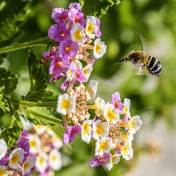 Honey bee (Amegilla calceifera)