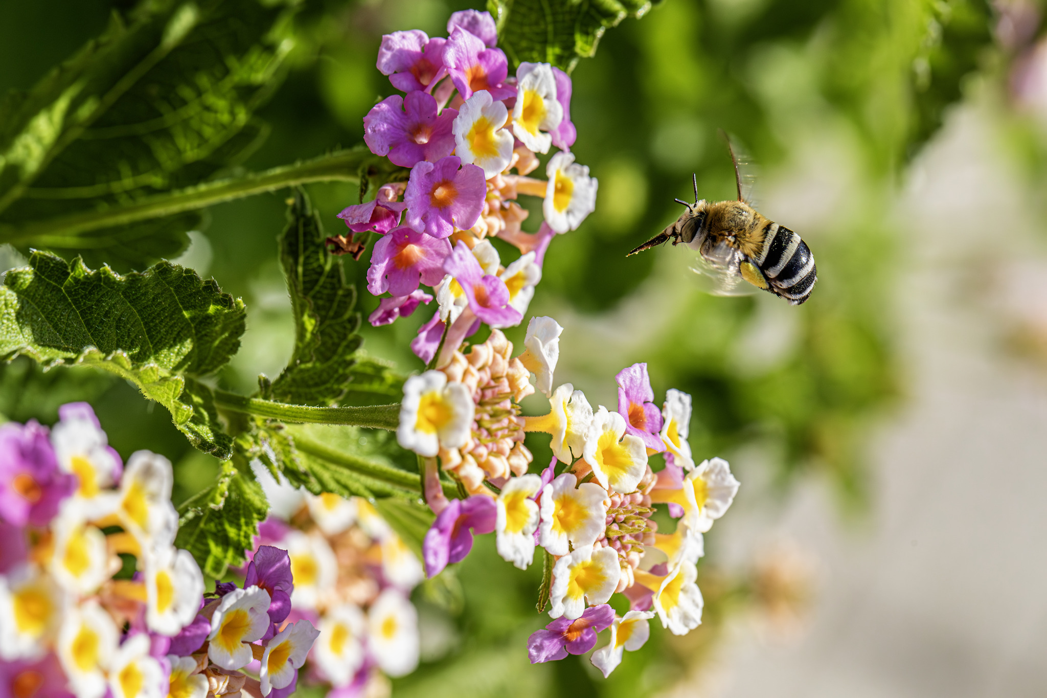 Honey bee (Amegilla calceifera)