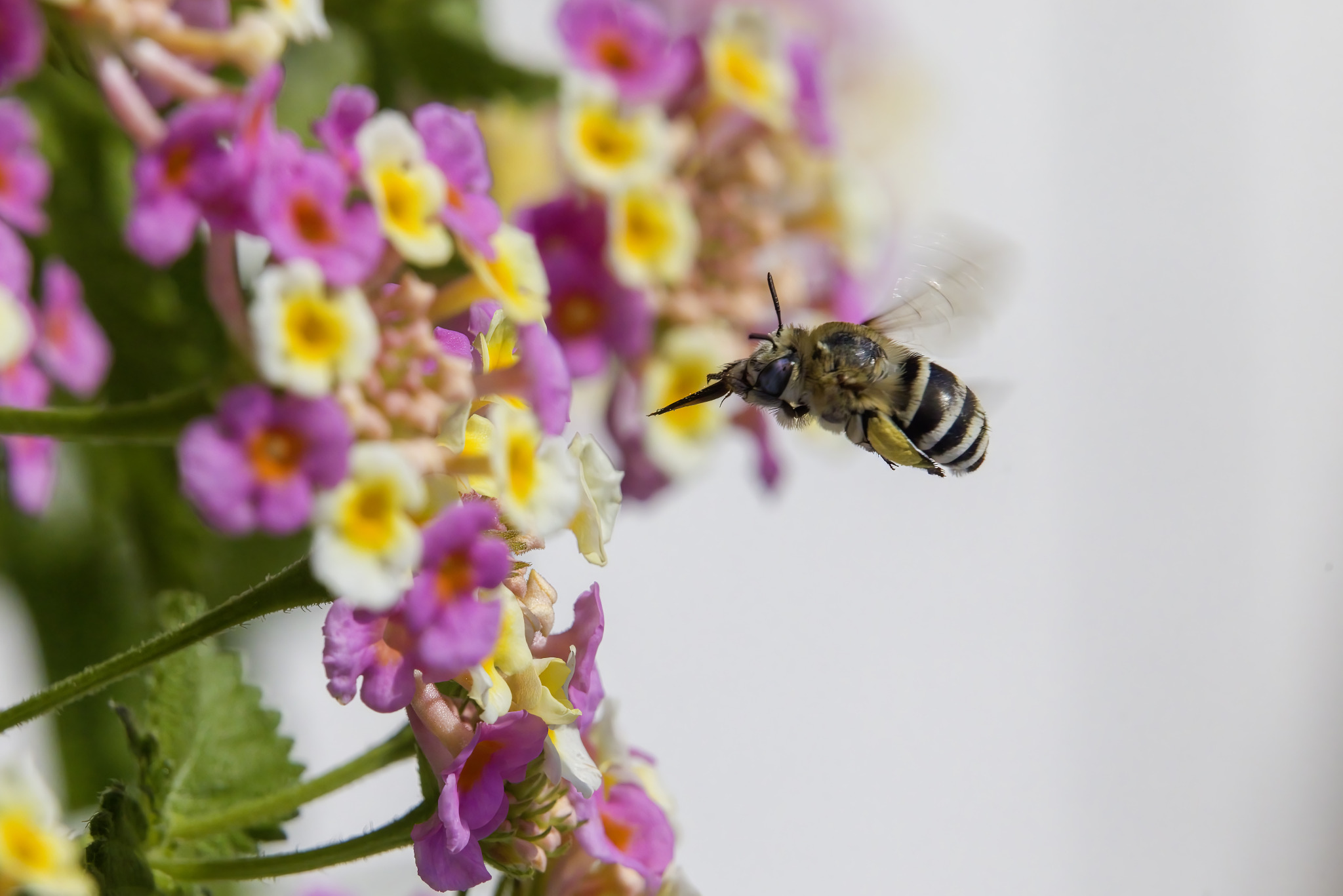 Honey bee (Amegilla calceifera)