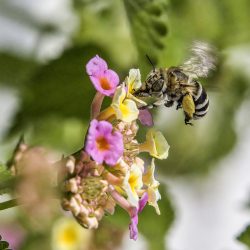 Honey bee (Amegilla calceifera)