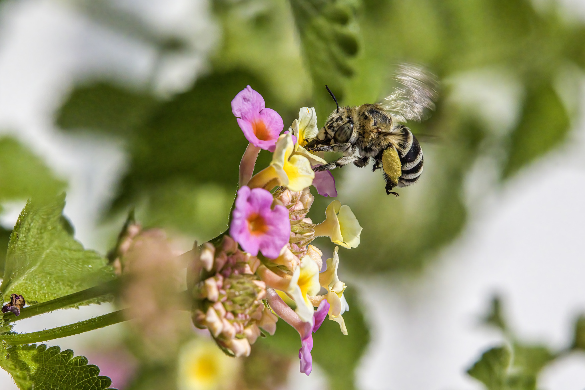 Honey bee (Amegilla calceifera)