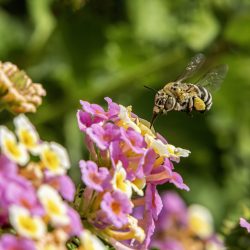 Honey bee (Amegilla calceifera)