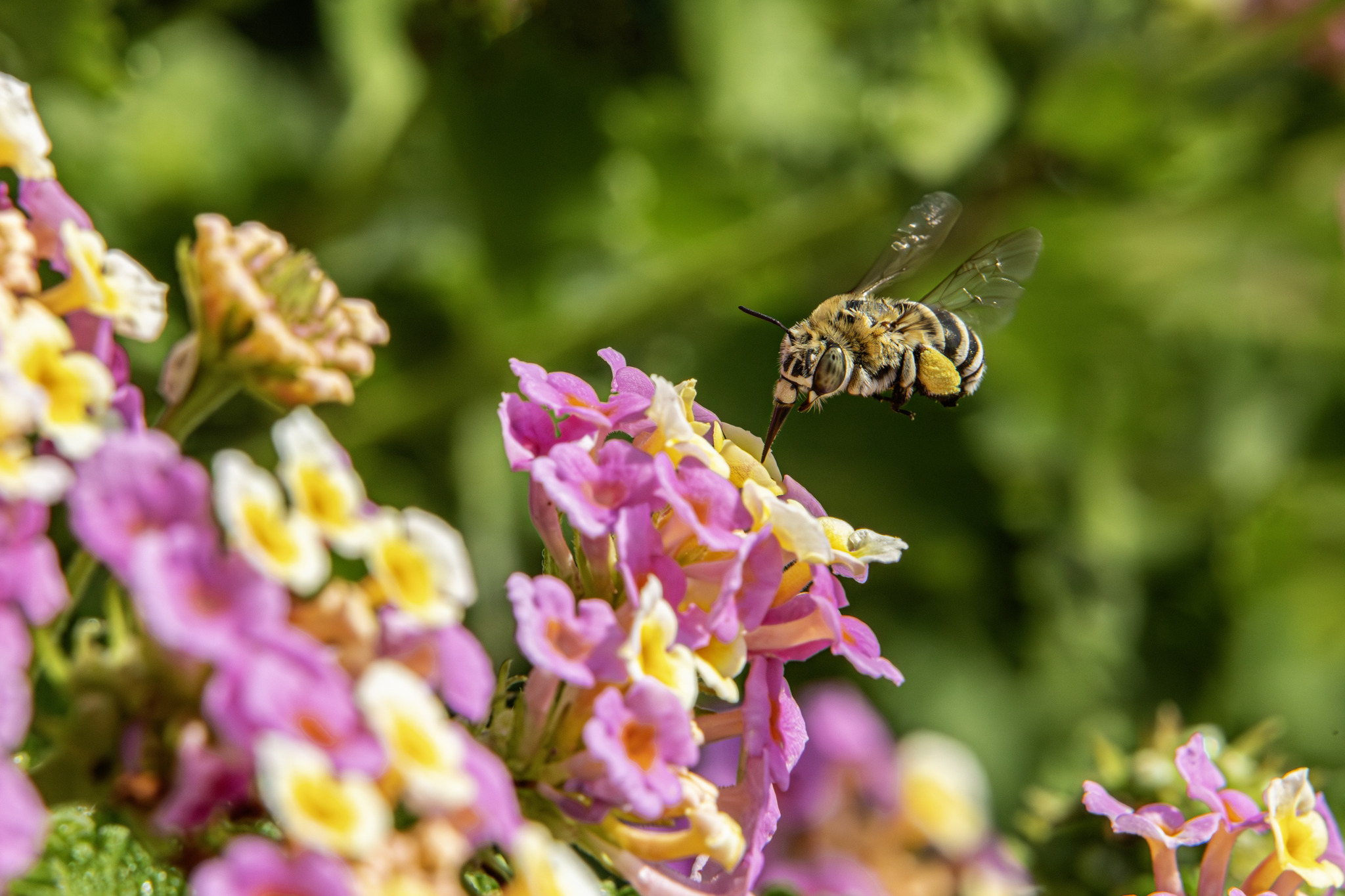 Honey bee (Amegilla calceifera)