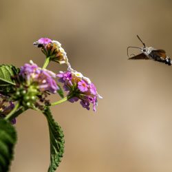 Hummingbird hawk moth (Macroglossum stellaturum)