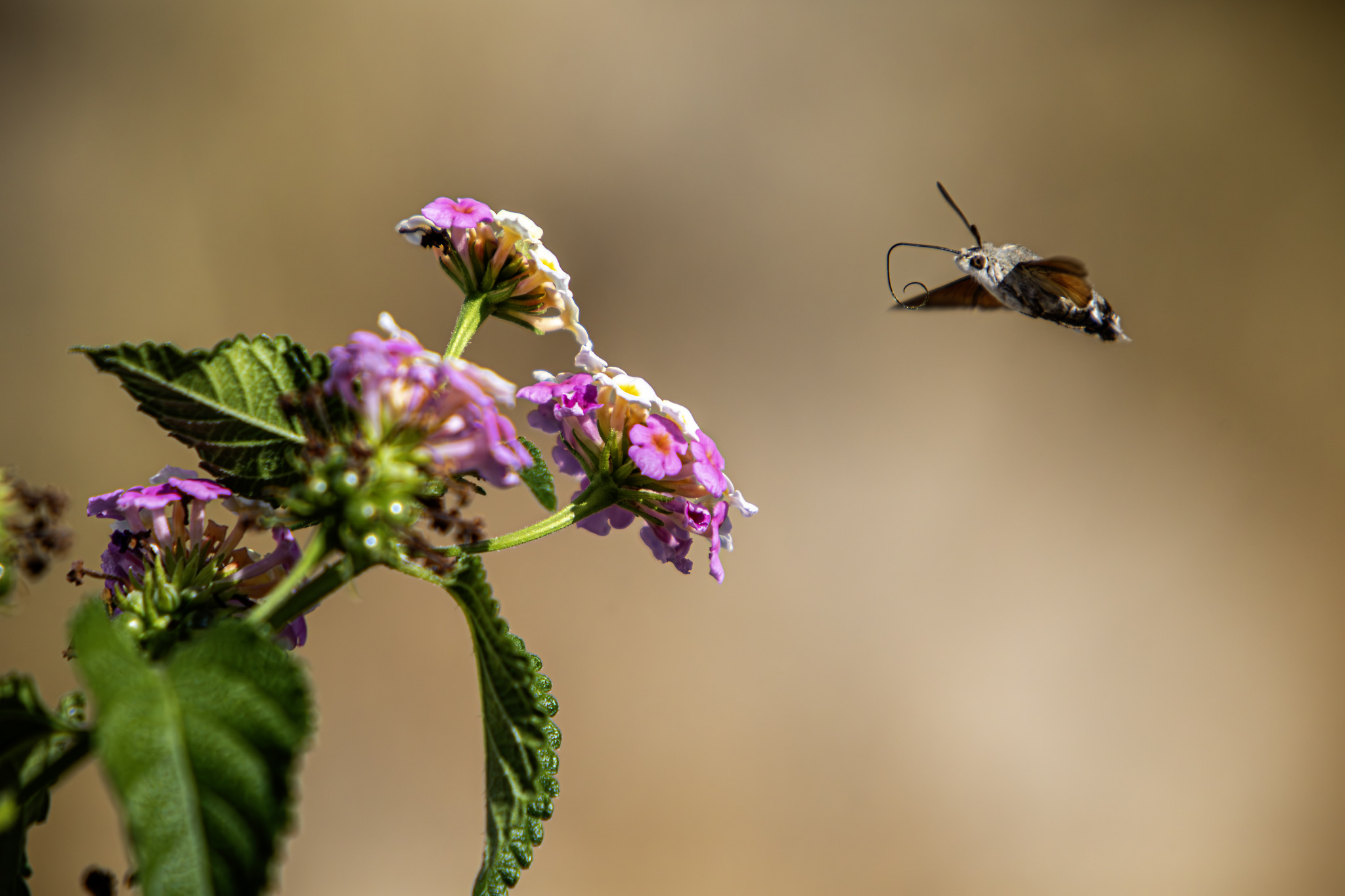 Hummingbird hawk moth (Macroglossum stellaturum)