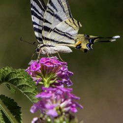 Scarce Swallowtail (Iphiclides podalirius)