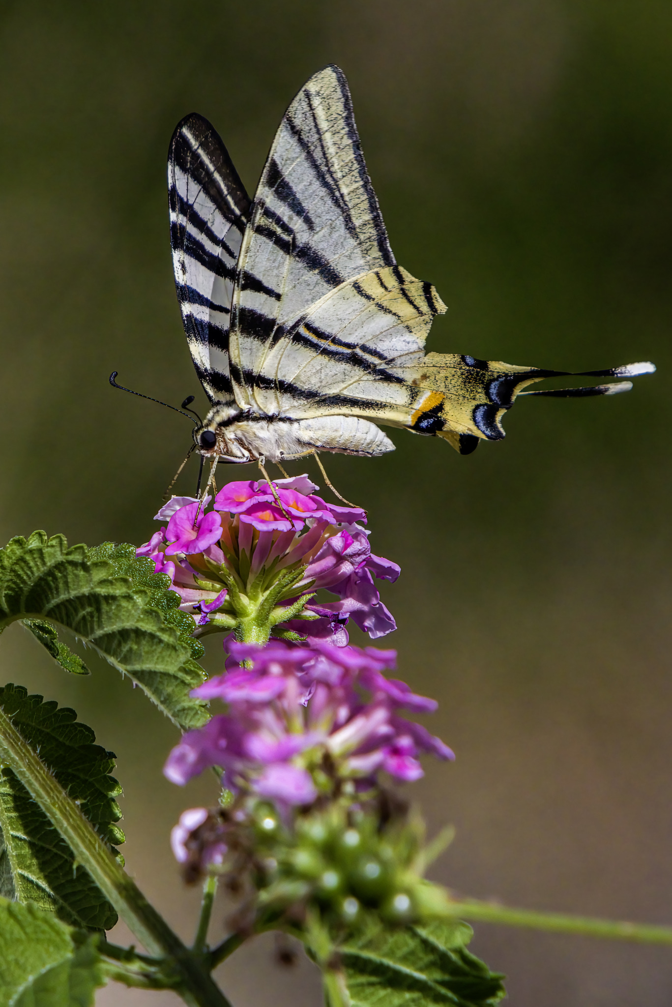 Scarce Swallowtail (Iphiclides podalirius)