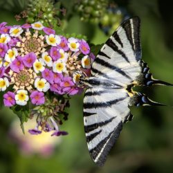 Scarce Swallowtail (Iphiclides podalirius)