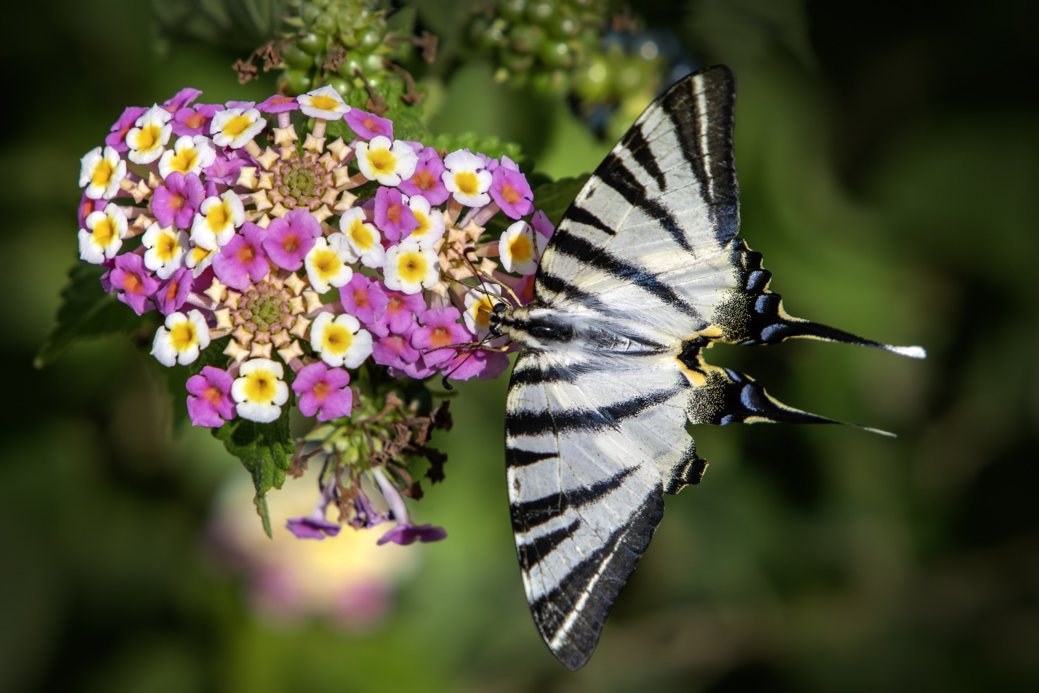 Scarce Swallowtail (Iphiclides podalirius)