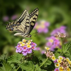 Old World Swallowtail (Papilio machaon)