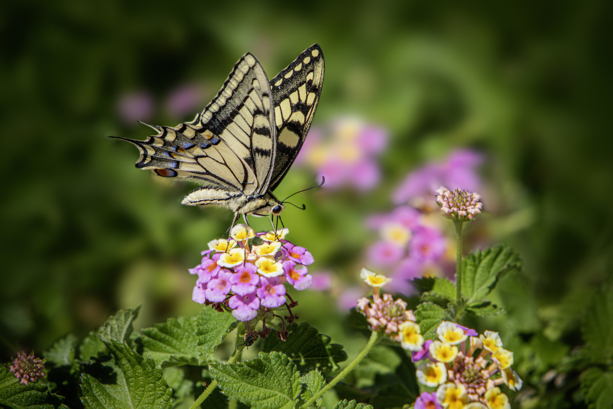 Old World Swallowtail (Papilio machaon)