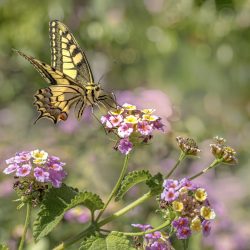 Old World Swallowtail (Papilio machaon)