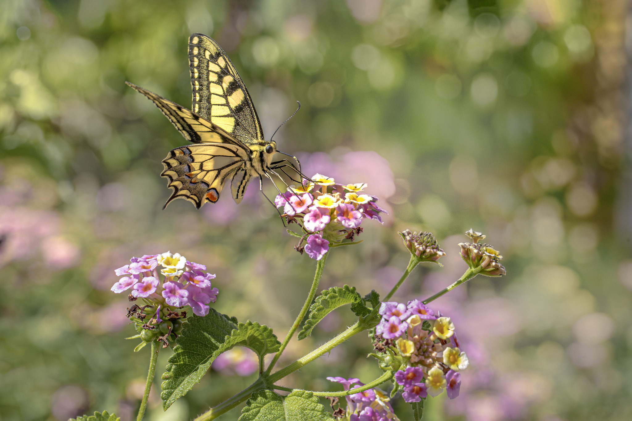 Old World Swallowtail (Papilio machaon)