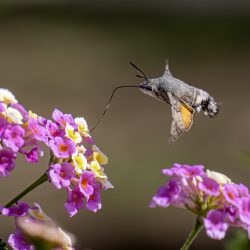 Hummingbird hawk moth (Macroglossum stellaturum)