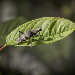 Blackspotted longhorn beetle (Rhagium mordax)