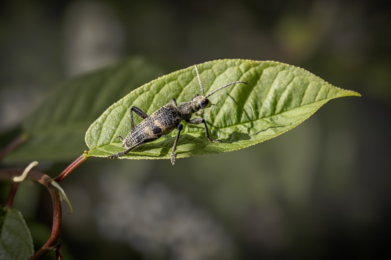 Blackspotted longhorn beetle (Rhagium mordax)