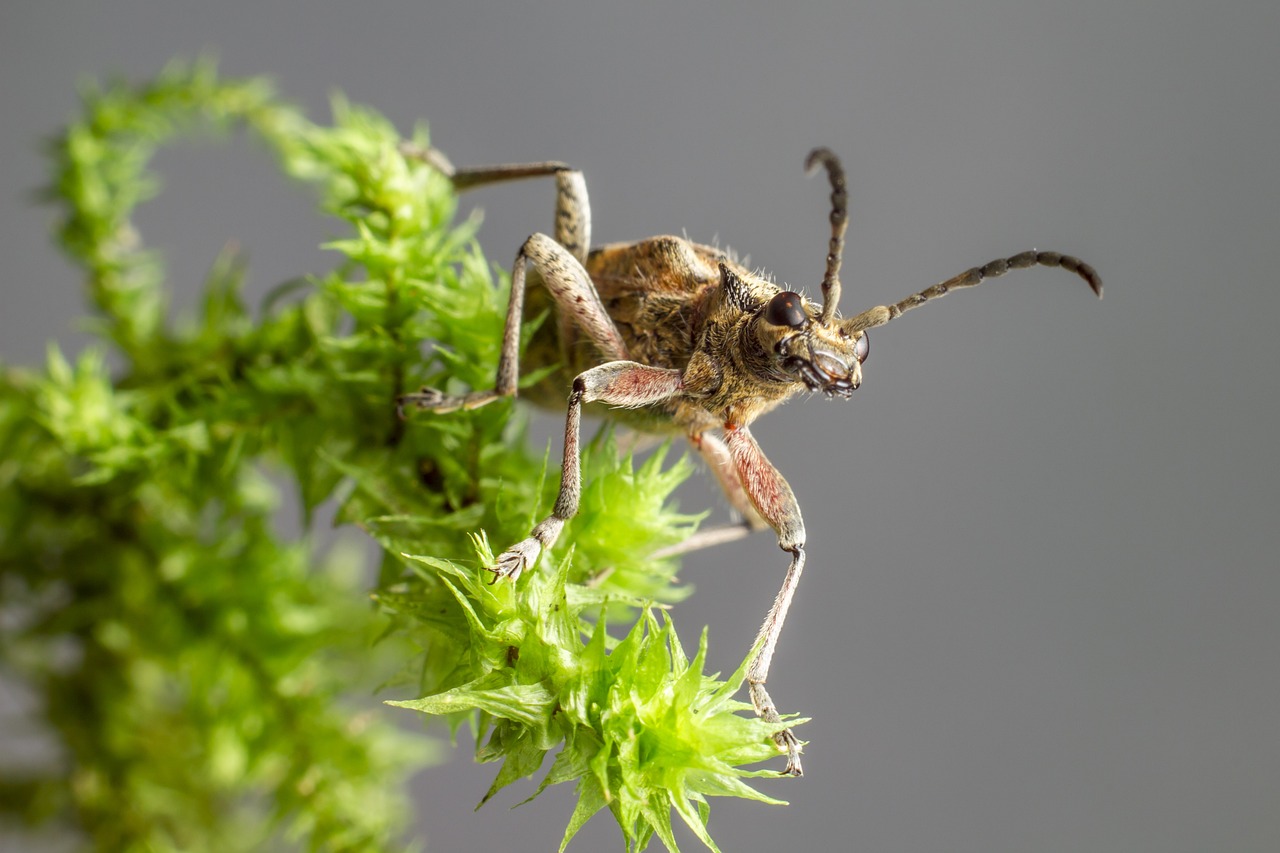 Blackspotted longhorn beetle (Rhagium mordax)