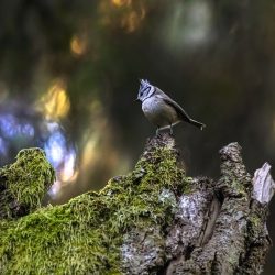 European crested tit (Parus cristatus)