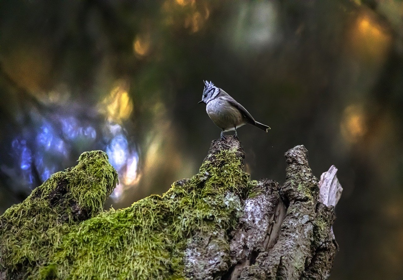 European crested tit (Parus cristatus)