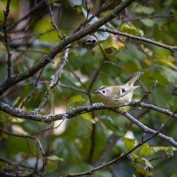 Goldcrest (Regulus regulus)