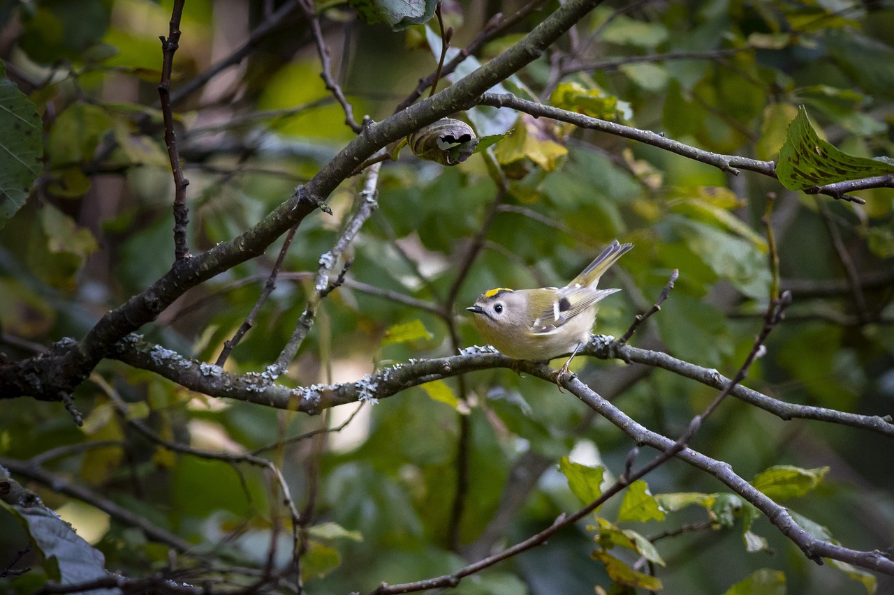 Goldcrest (Regulus regulus)