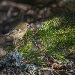 Goldcrest (Regulus regulus)