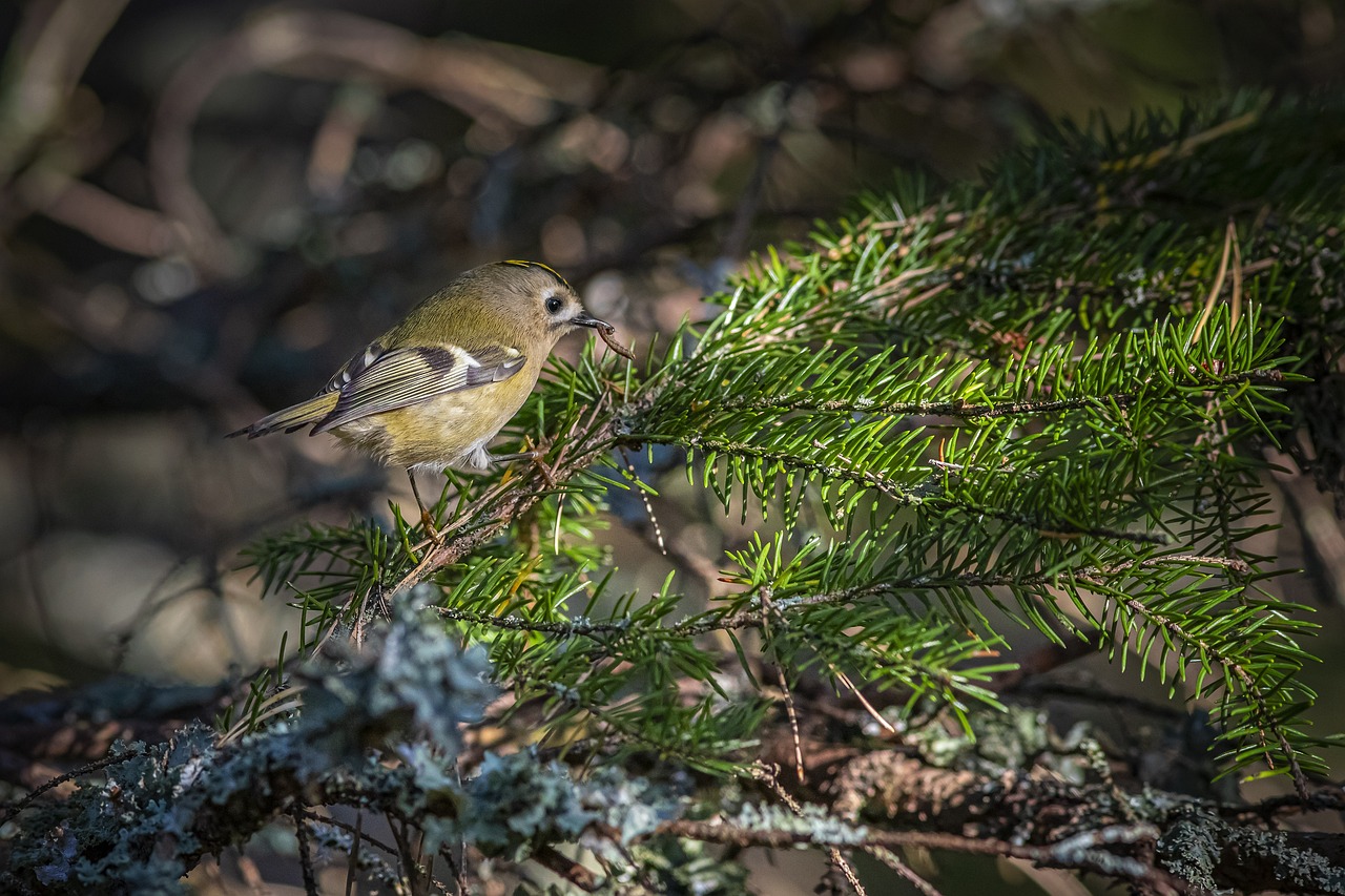 Goldcrest (Regulus regulus)