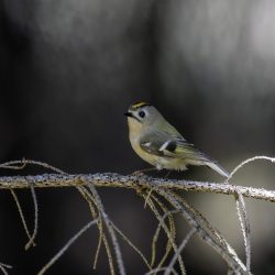 Goldcrest (Regulus regulus)