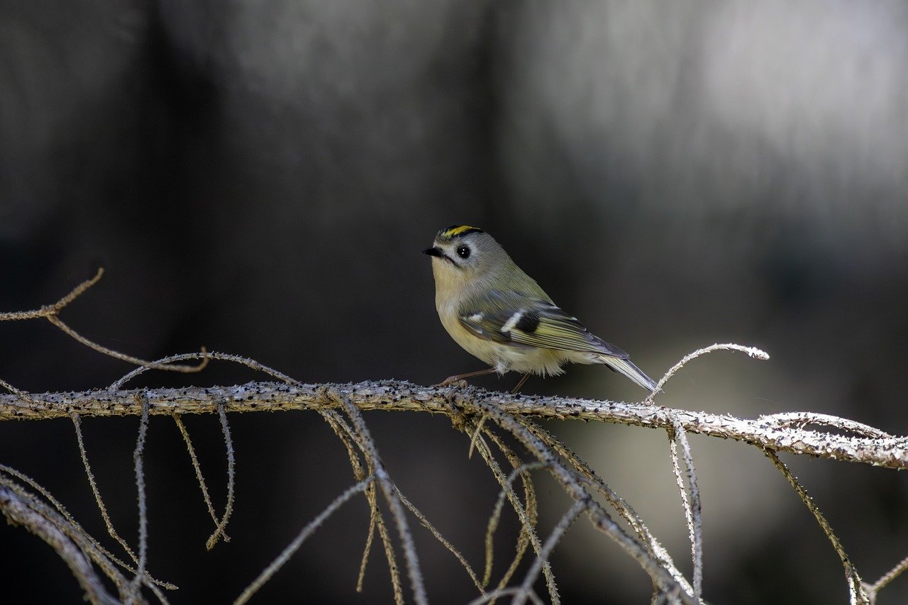 Goldcrest (Regulus regulus)