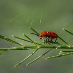 Spotted asparagus beetle (Crioceris duodecimpunctata)