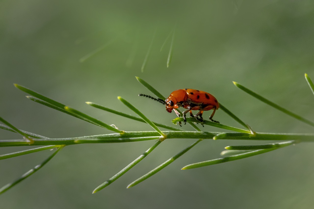 Spotted asparagus beetle (Crioceris duodecimpunctata)