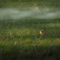 Rabbit (Lepus)