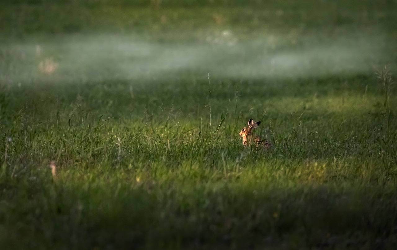 Rabbit (Lepus)