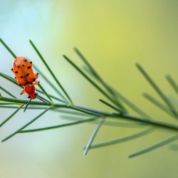 Spotted asparagus beetle (Crioceris duodecimpunctata)