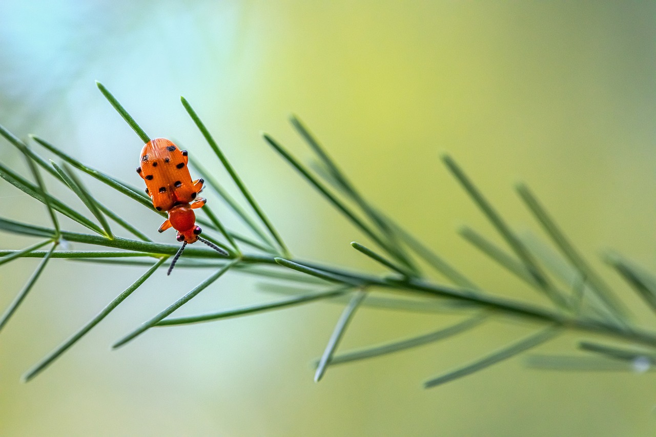 Spotted asparagus beetle (Crioceris duodecimpunctata)