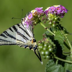 Scarce Swallowtail (Iphiclides podalirius)