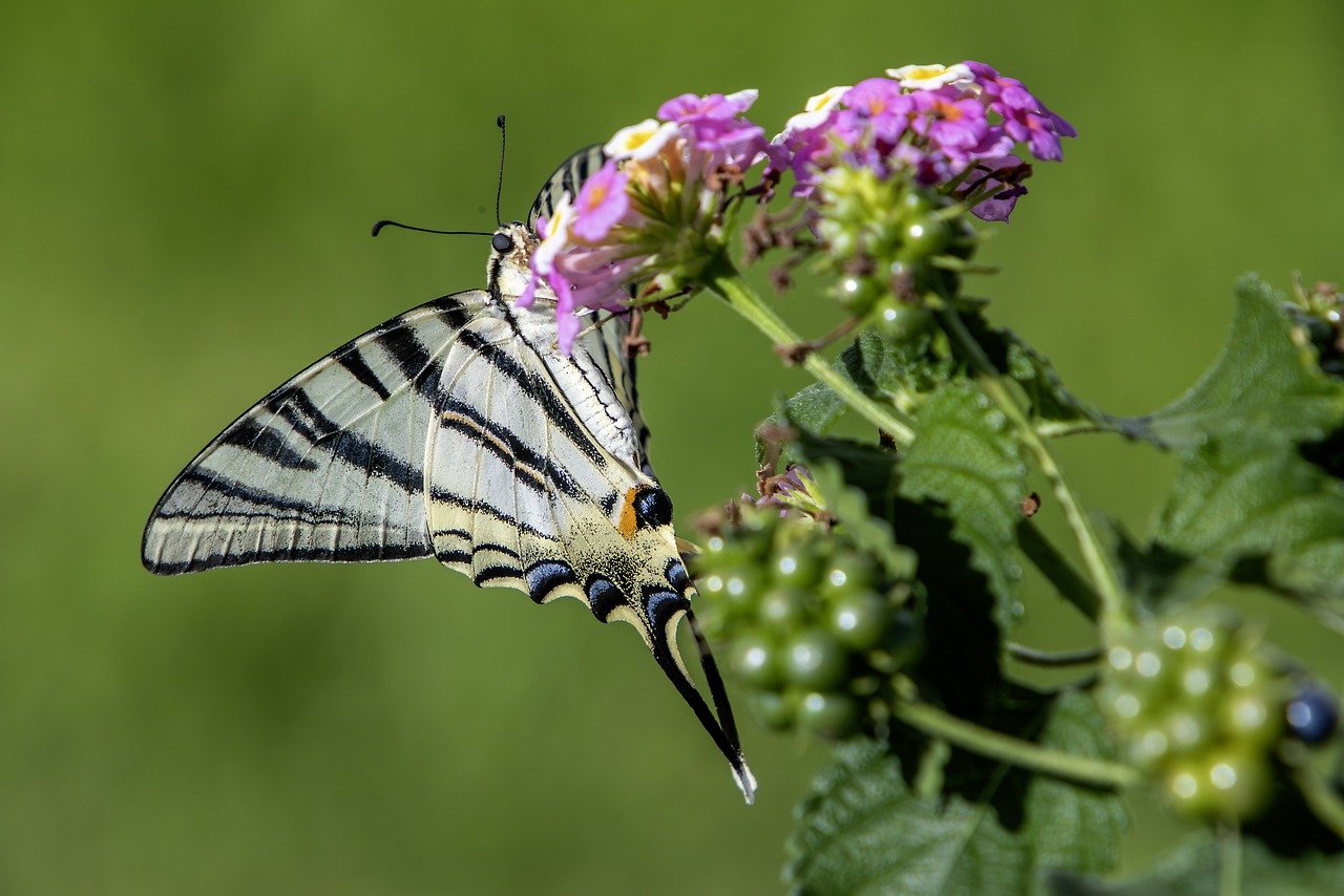 Scarce Swallowtail (Iphiclides podalirius)