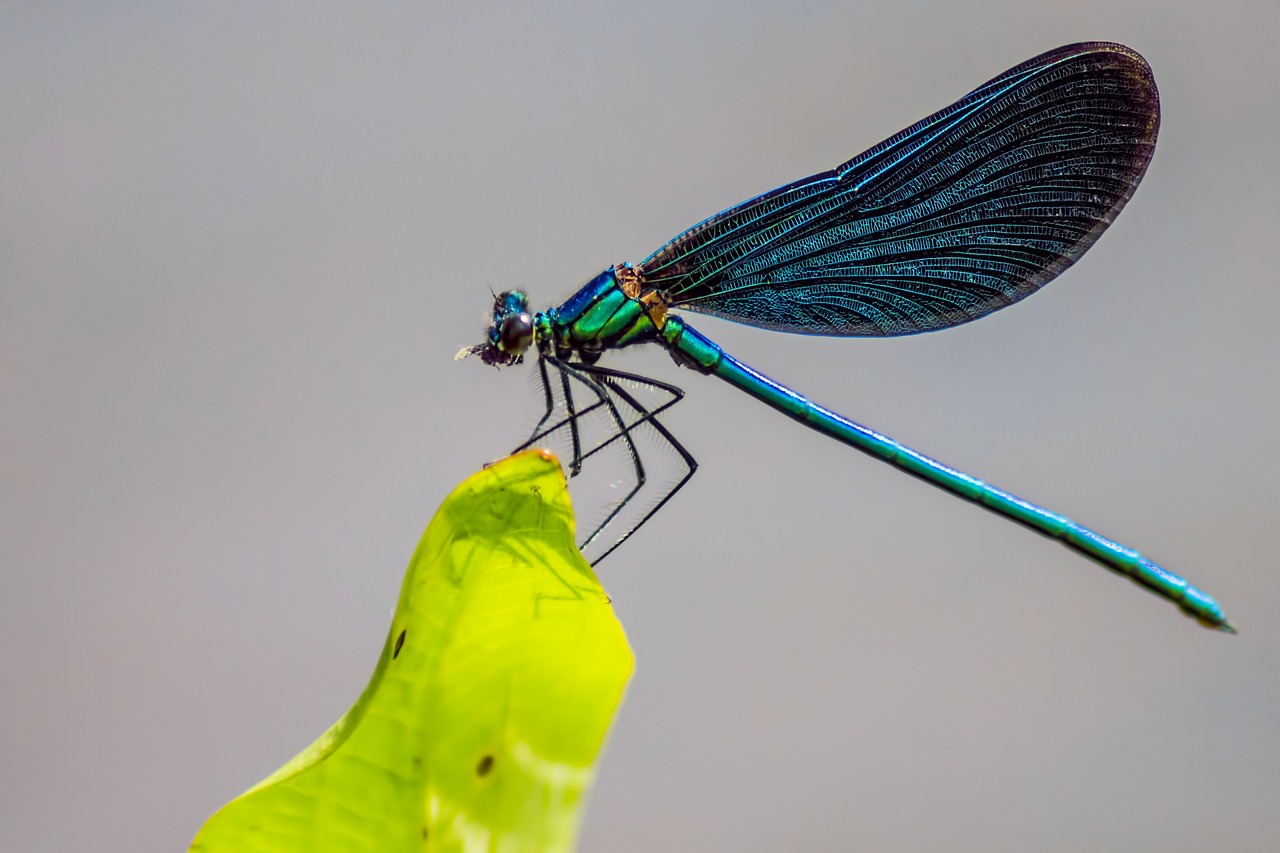 Beautiful demoiselle (Calopteryx virgo)