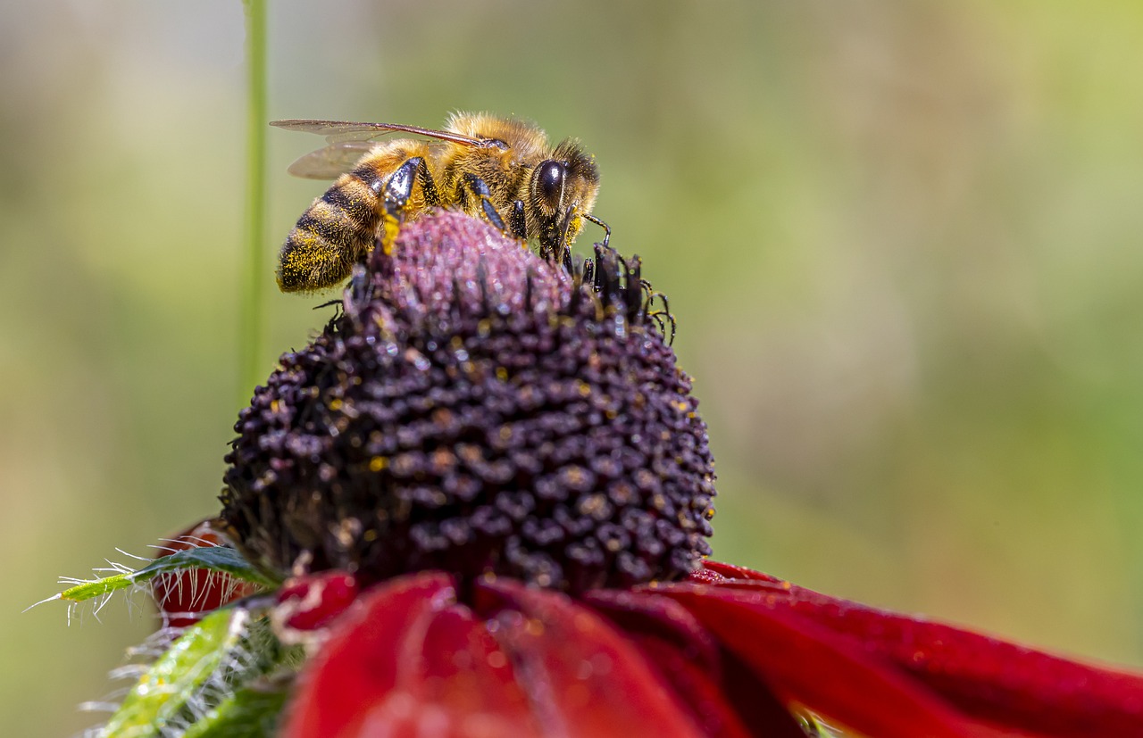 Western honey bee (Apis mellifera)