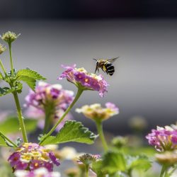 Honey bee (Amegilla calceifera)