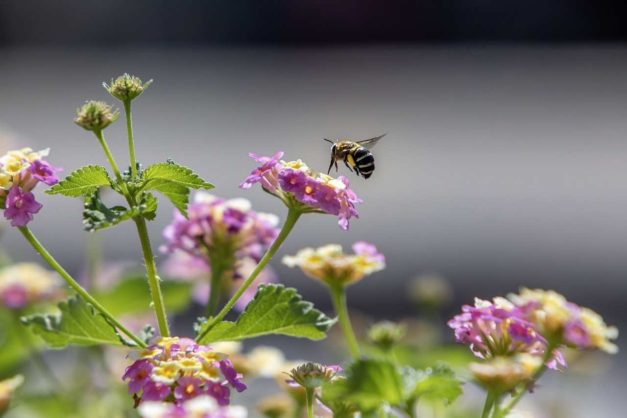 Honey bee (Amegilla calceifera)